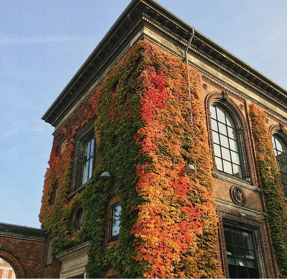 Historic red-brick building covered in autumn ivy in red, orange and green against a blue sky
